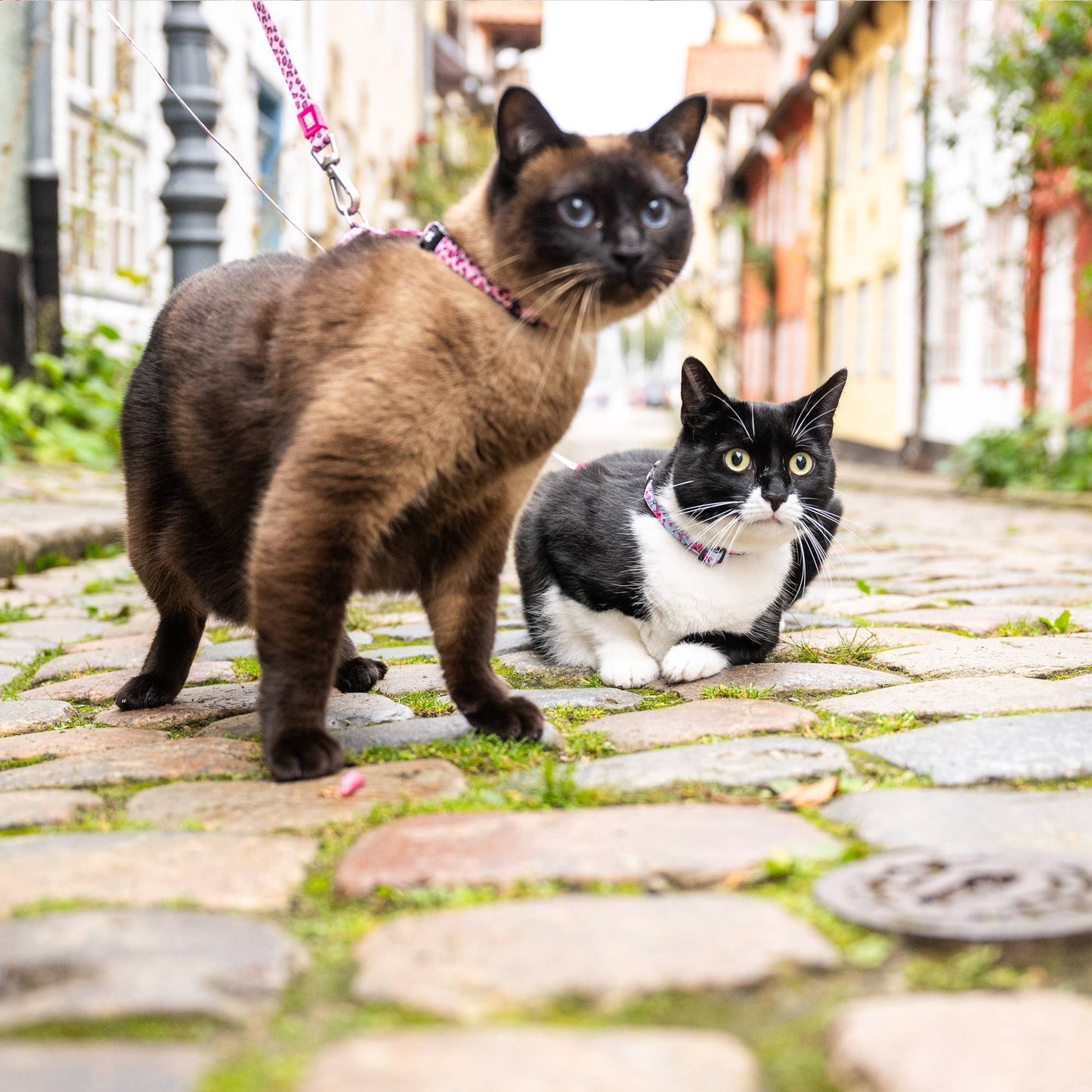 Ensemble harnais et laisse pour chat, Rose Léopard