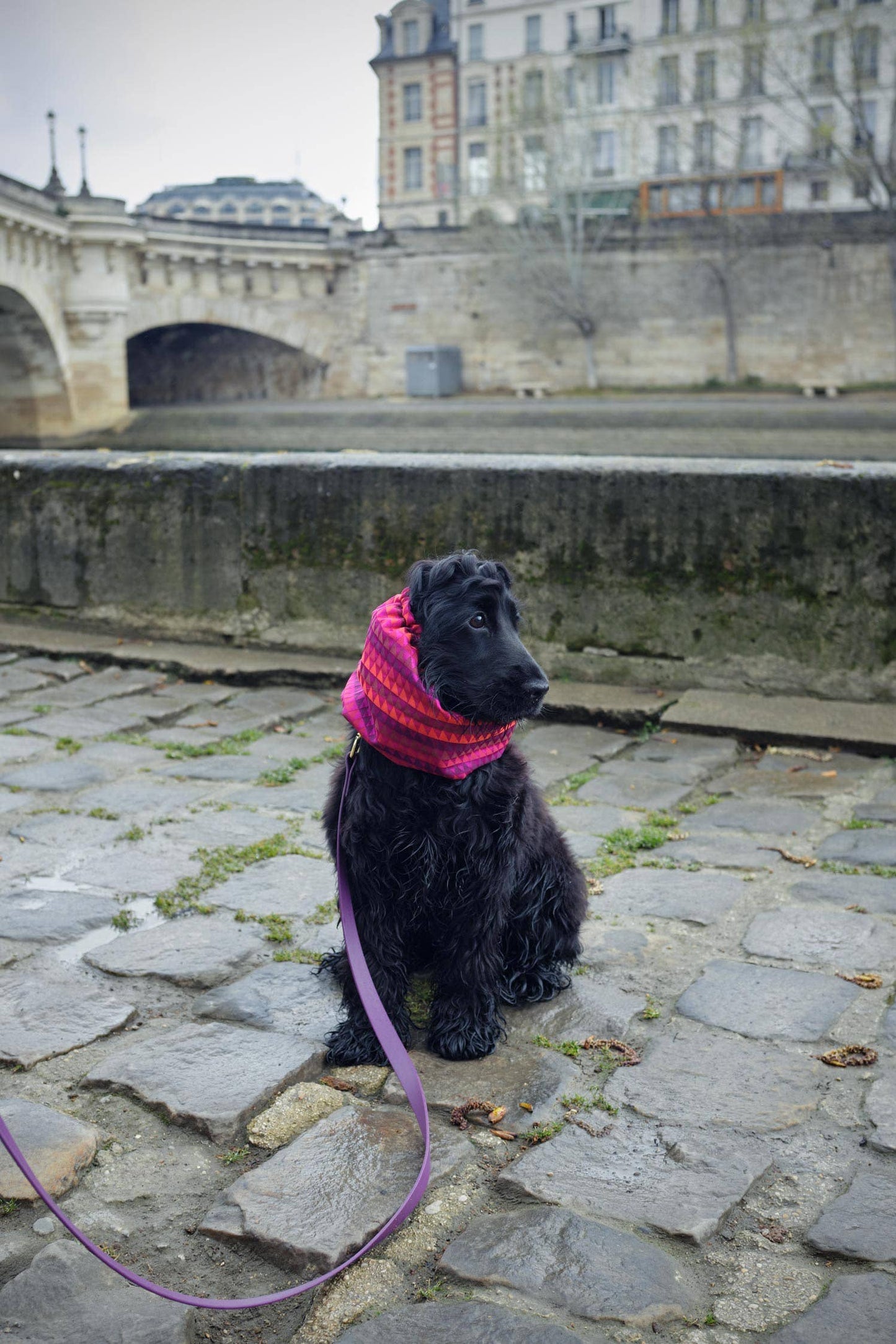 Snood pour chien Rio – Violet Fuchsia & Rouge