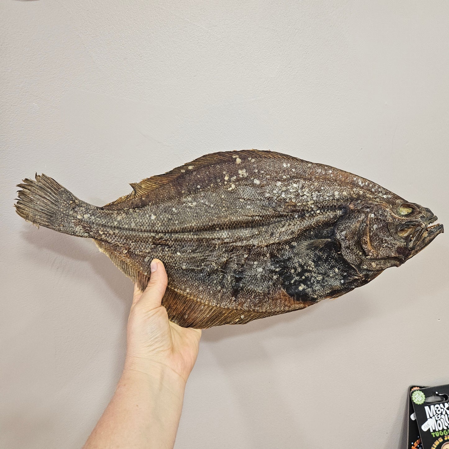 Plie XXL séchée