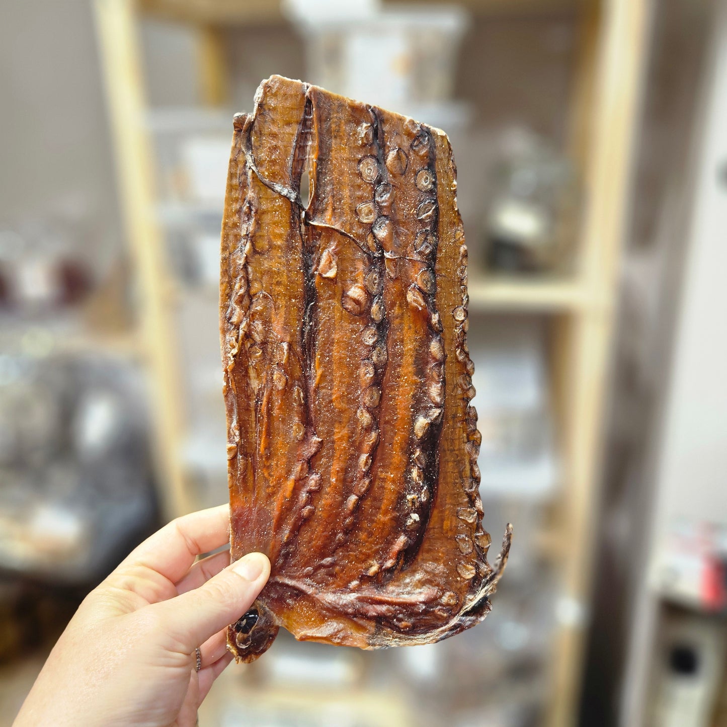 🐙 Plaques de calamars séchés en vrac – Friandises marines 100 % naturelles pour chien