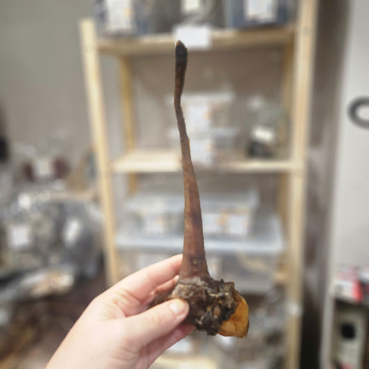 Queues de sanglier à l'unité - Mastication gourmande pour chien