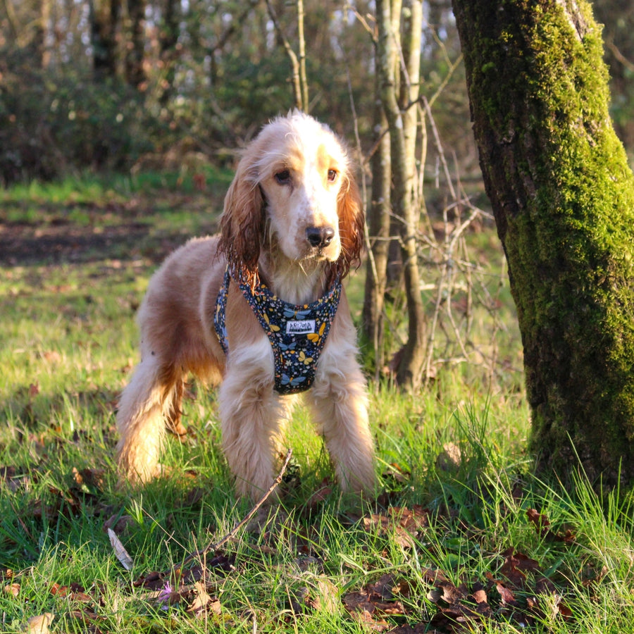 Harnais à Enfiler pour Chien – Confort & Sécurité