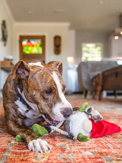 Peluche de Noël Gnome - jouet pour chien