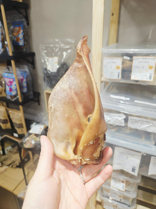 Oreille De Porc XL